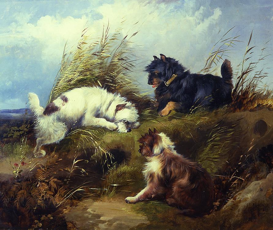 George Armfield Terriers